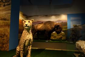Světlo a život - Národní muzeum, Praha 