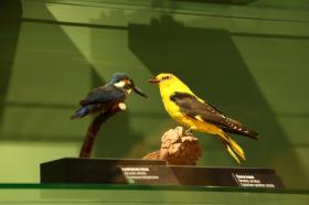 Archa Neomova - Národní muzeum Praha